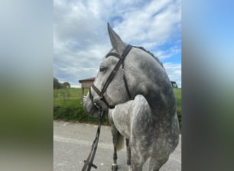 Niemiecki koń sportowy, Klacz, 7 lat, 181 cm, Siwa