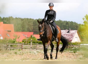 Niemiecki koń sportowy, Klacz, 8 lat, 162 cm, Ciemnogniada