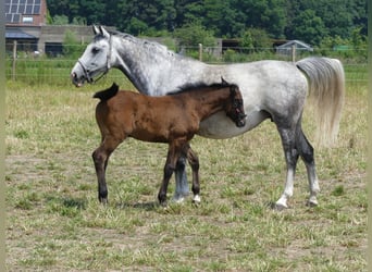 Niemiecki koń sportowy, Klacz, 8 lat, 164 cm, Siwa