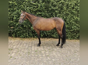 Niemiecki koń sportowy, Klacz, 8 lat, 165 cm, Gniada