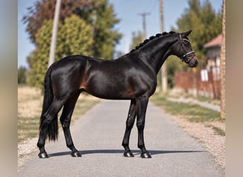 Niemiecki koń sportowy, Klacz, 8 lat, 165 cm, Gniada
