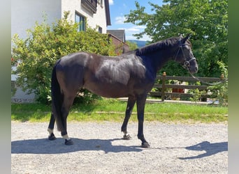 Niemiecki koń sportowy, Klacz, 8 lat, 165 cm, Kara