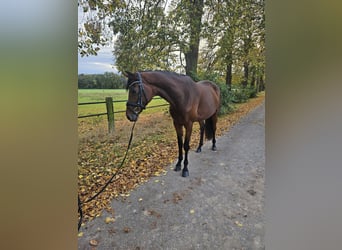 Niemiecki koń sportowy, Klacz, 8 lat, 166 cm, Gniada