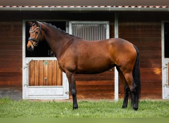 Niemiecki koń sportowy, Klacz, 8 lat, 166 cm, Gniada