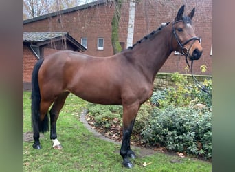 Niemiecki koń sportowy, Klacz, 8 lat, 167 cm, Gniada