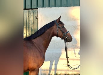 Niemiecki koń sportowy, Klacz, 8 lat, 168 cm, Gniada