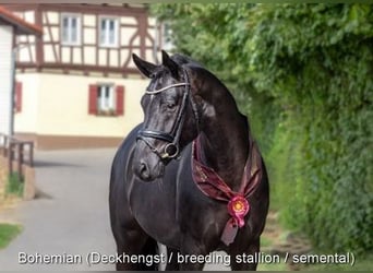 Niemiecki koń sportowy, Klacz, 8 lat, 168 cm, Gniada
