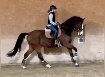 Niemiecki koń sportowy, Klacz, 8 lat, 168 cm, Gniada