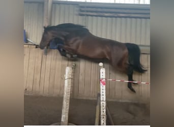 Niemiecki koń sportowy, Klacz, 8 lat, 168 cm, Gniada