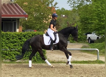 Niemiecki koń sportowy, Klacz, 8 lat, 168 cm, Kara