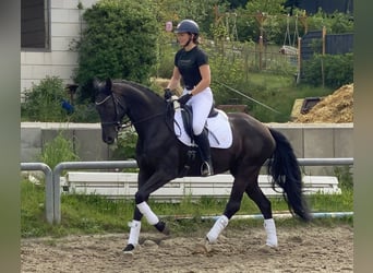 Niemiecki koń sportowy, Klacz, 8 lat, 168 cm, Kara
