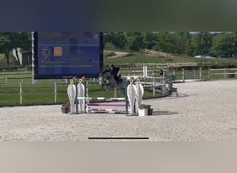 Niemiecki koń sportowy, Klacz, 8 lat, 168 cm