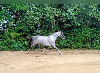 Niemiecki koń sportowy, Klacz, 8 lat, 168 cm, Siwa