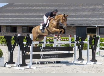 Niemiecki koń sportowy, Klacz, 8 lat, 169 cm, Kasztanowata