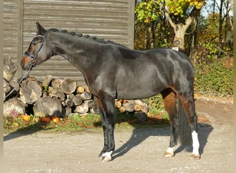Niemiecki koń sportowy, Klacz, 8 lat, 170 cm, Ciemnogniada