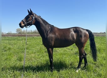 Niemiecki koń sportowy, Klacz, 8 lat, 171 cm, Ciemnogniada
