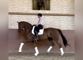 Niemiecki koń sportowy, Klacz, 8 lat, 171 cm, Ciemnokasztanowata