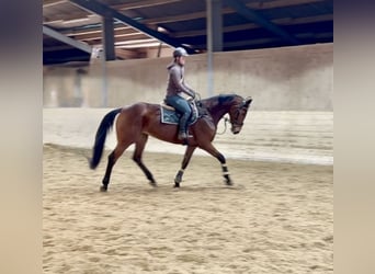 Niemiecki koń sportowy, Klacz, 8 lat, 173 cm, Gniada