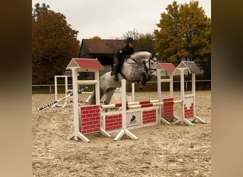 Niemiecki koń sportowy, Klacz, 8 lat, 174 cm, Siwa
