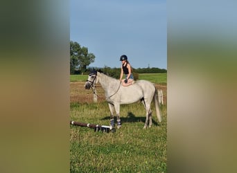 Niemiecki koń sportowy, Klacz, 8 lat, 174 cm, Siwa
