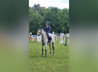 Niemiecki koń sportowy, Klacz, 8 lat, 174 cm, Siwa