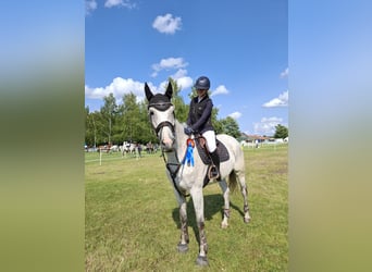 Niemiecki koń sportowy, Klacz, 8 lat, 174 cm, Siwa
