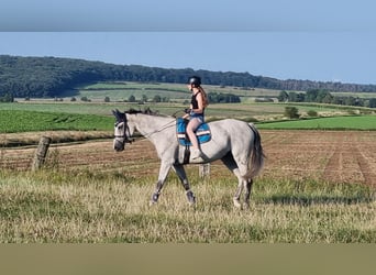 Niemiecki koń sportowy, Klacz, 8 lat, 174 cm, Siwa