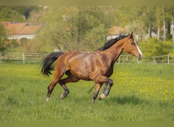 Niemiecki koń sportowy, Klacz, 8 lat, 176 cm, Gniada