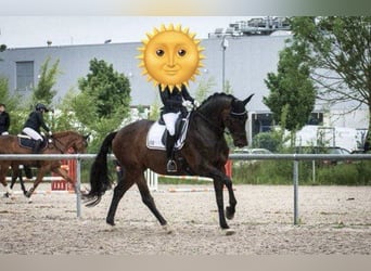 Niemiecki koń sportowy, Klacz, 8 lat, 178 cm, Gniada
