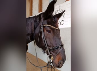 Niemiecki koń sportowy, Klacz, 8 lat, 189 cm, Kara