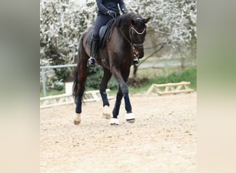 Niemiecki koń sportowy, Klacz, 8 lat, 189 cm, Kara