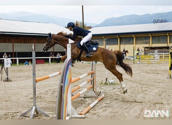 Niemiecki koń sportowy, Klacz, 9 lat, 160 cm, Ciemnokasztanowata