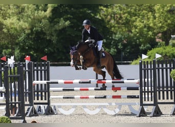 Niemiecki koń sportowy, Klacz, 9 lat, 164 cm, Gniada