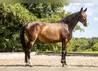 Niemiecki koń sportowy, Klacz, 9 lat, 165 cm, Gniada