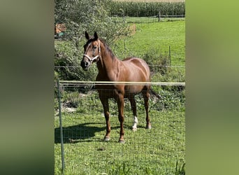 Niemiecki koń sportowy, Klacz, 9 lat, 165 cm, Kasztanowata