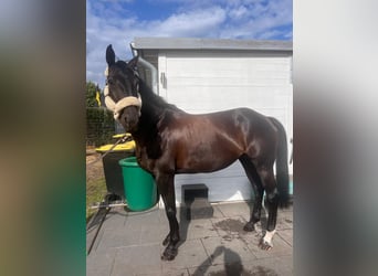 Niemiecki koń sportowy, Klacz, 9 lat, 166 cm, Skarogniada