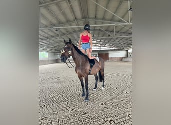 Niemiecki koń sportowy, Klacz, 9 lat, 168 cm, Gniada