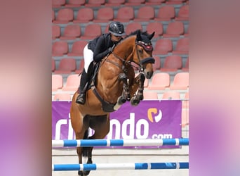 Niemiecki koń sportowy, Klacz, 9 lat, 168 cm, Gniada