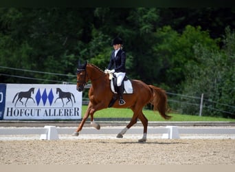 Niemiecki koń sportowy, Klacz, 9 lat, 168 cm, Kasztanowata