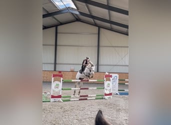 Niemiecki koń sportowy, Klacz, 9 lat, 168 cm, Siwa