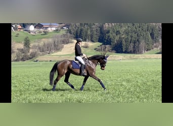 Niemiecki koń sportowy, Klacz, 9 lat, 168 cm, Skarogniada