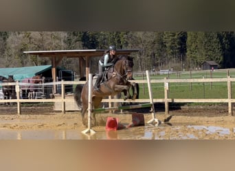 Niemiecki koń sportowy, Klacz, 9 lat, 168 cm, Skarogniada