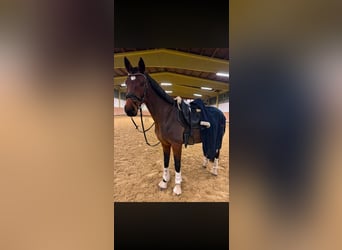 Niemiecki koń sportowy, Klacz, 9 lat, 169 cm, Gniada