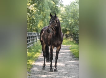 Niemiecki koń sportowy, Klacz, 9 lat, 170 cm, Ciemnogniada