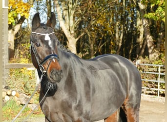 Niemiecki koń sportowy, Klacz, 9 lat, 170 cm, Ciemnogniada