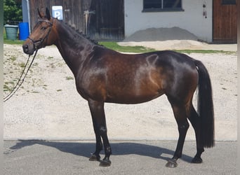 Niemiecki koń sportowy, Klacz, 9 lat, 170 cm, Ciemnogniada