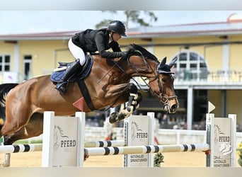 Niemiecki koń sportowy, Klacz, 9 lat, 170 cm, Gniada