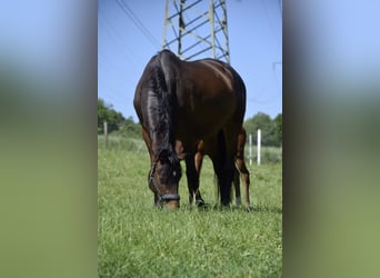 Niemiecki koń sportowy, Klacz, 9 lat, 172 cm, Gniada