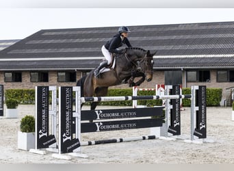 Niemiecki koń sportowy, Klacz, 9 lat, 172 cm