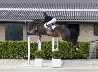 Niemiecki koń sportowy, Klacz, 9 lat, 172 cm